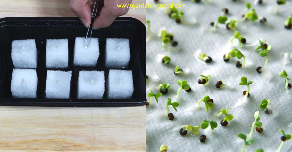 How To Germinate Seeds for Hydroponics Without Rockwool?