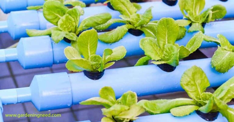 How Often To Water Hydroponic Plants