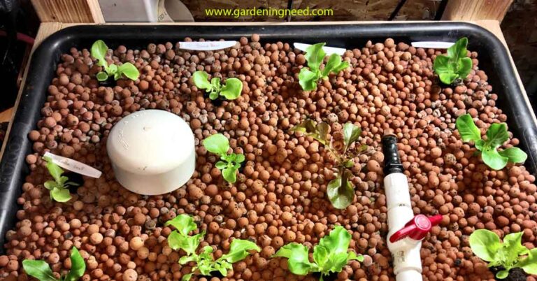 How To Use Clay Pebbles In Hydroponics?