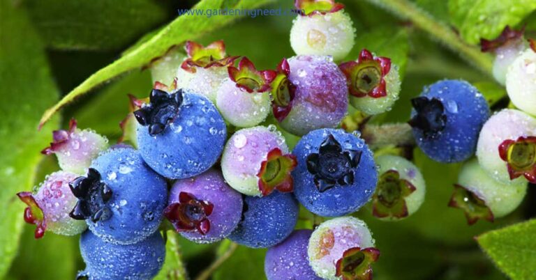 Hydroponic Blueberries