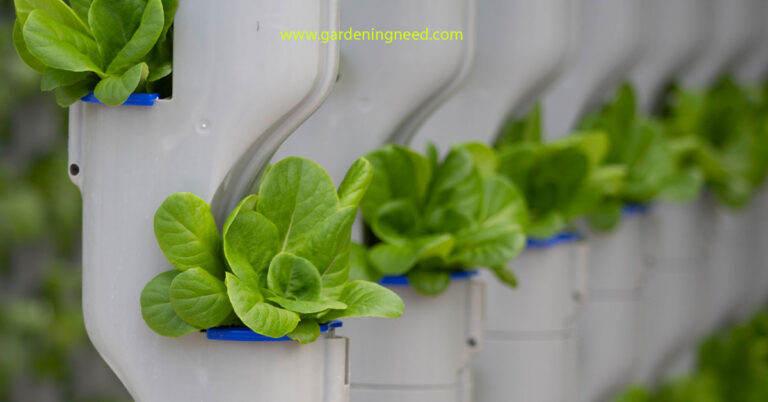 Hydroponic Butter Lettuce