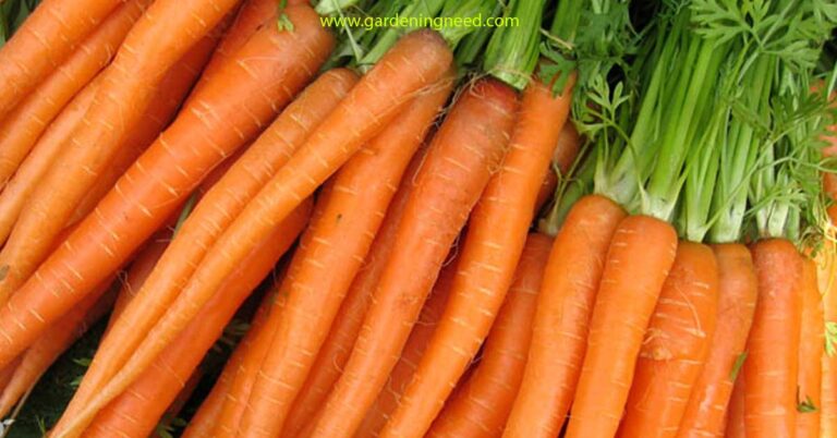 Hydroponic Carrots