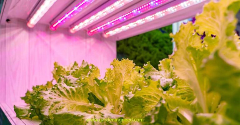 Hydroponic Lettuce Light Requirements