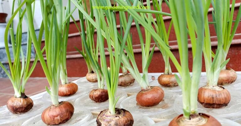 Hydroponic Onions