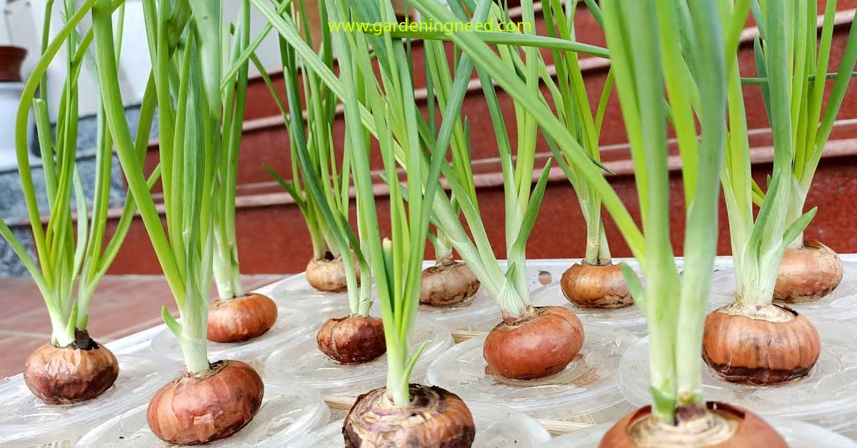 hydroponic onions