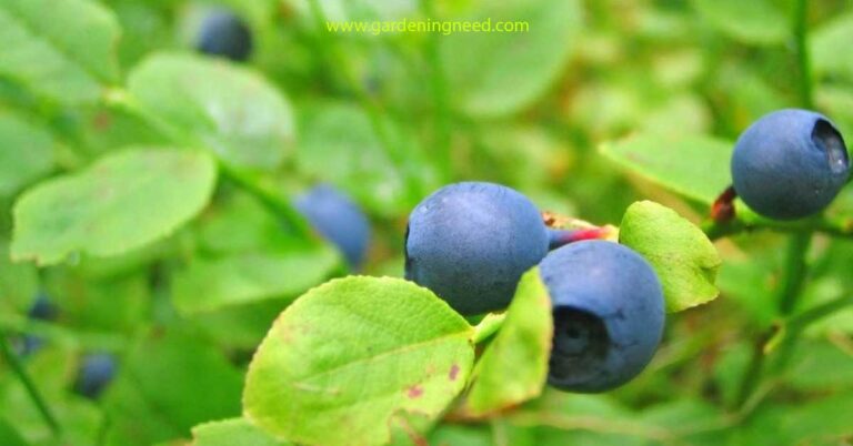 Hydroponics Blueberries: A Fresh Approach to Indoor Gardening