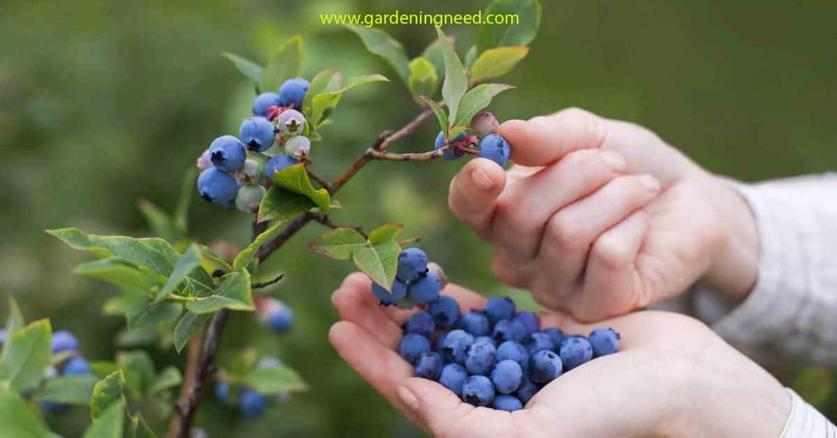 blueberries hydroponics