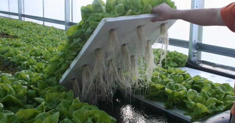 Water Farm Hydroponic