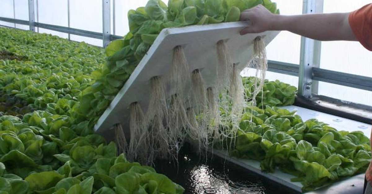 water farm hydroponic