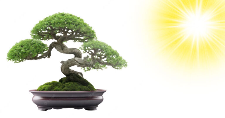 Do Bonsai Trees Need Sun