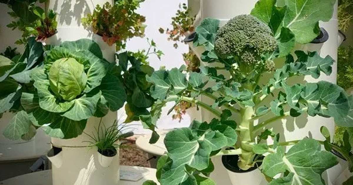 hydroponic broccoli