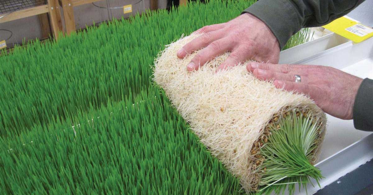 hydroponic grass