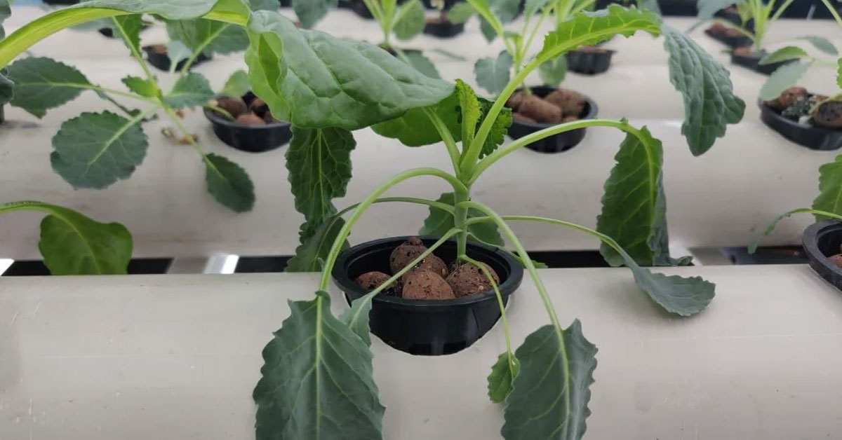 hydroponic leaves drooping