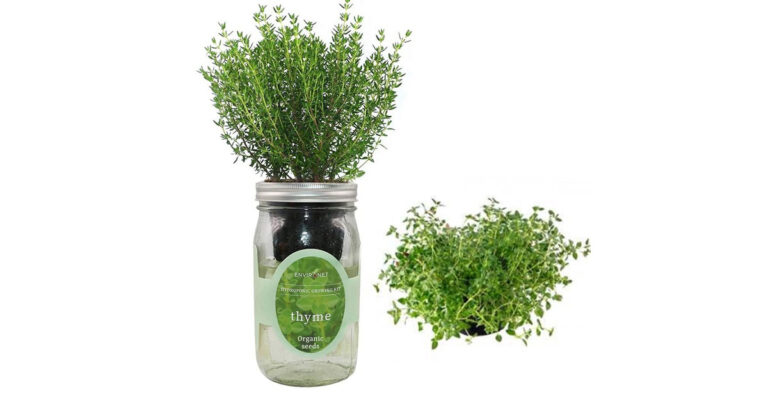 Hydroponic Thyme