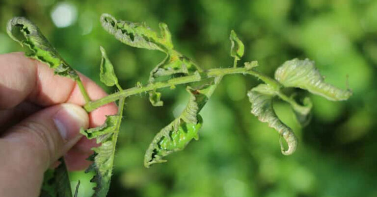 Hydroponic Tomato Leaves Curling Down