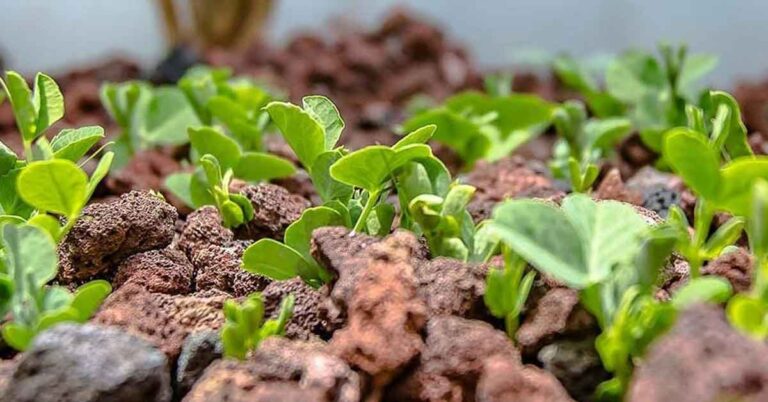 Lava Rock For Hydroponic