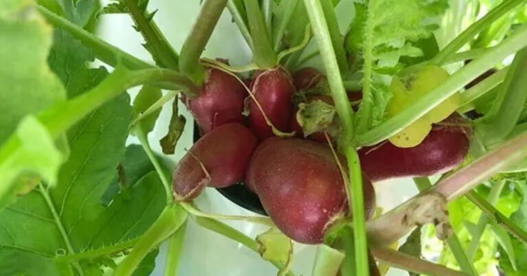 Hydroponic Radishes