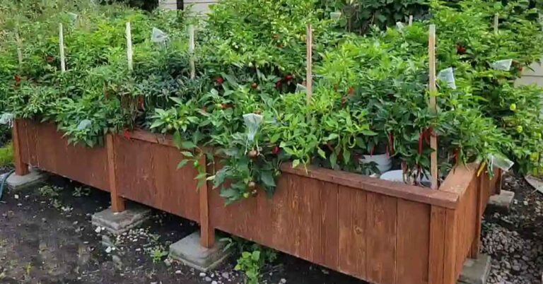 Outdoor Hydroponic Garden