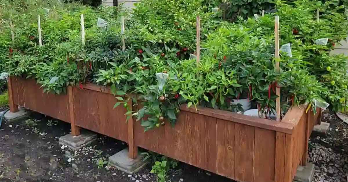 outdoor hydroponic garden