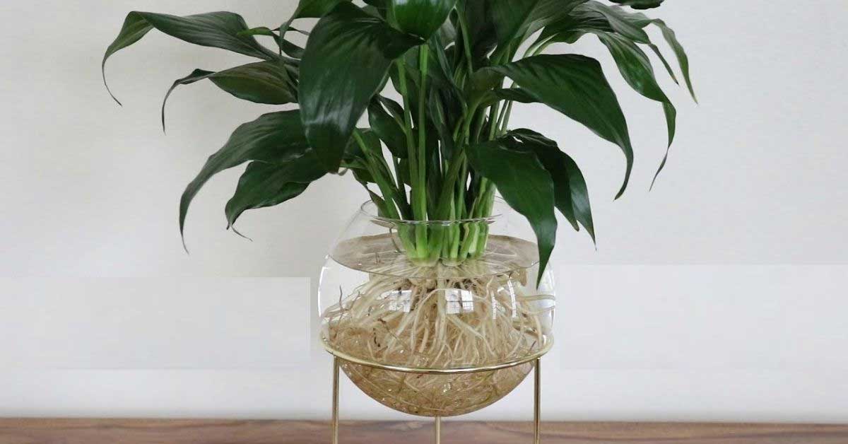 peace lily hydroponics