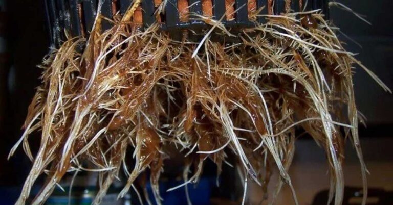 Preventing Root Rot in Hydroponics