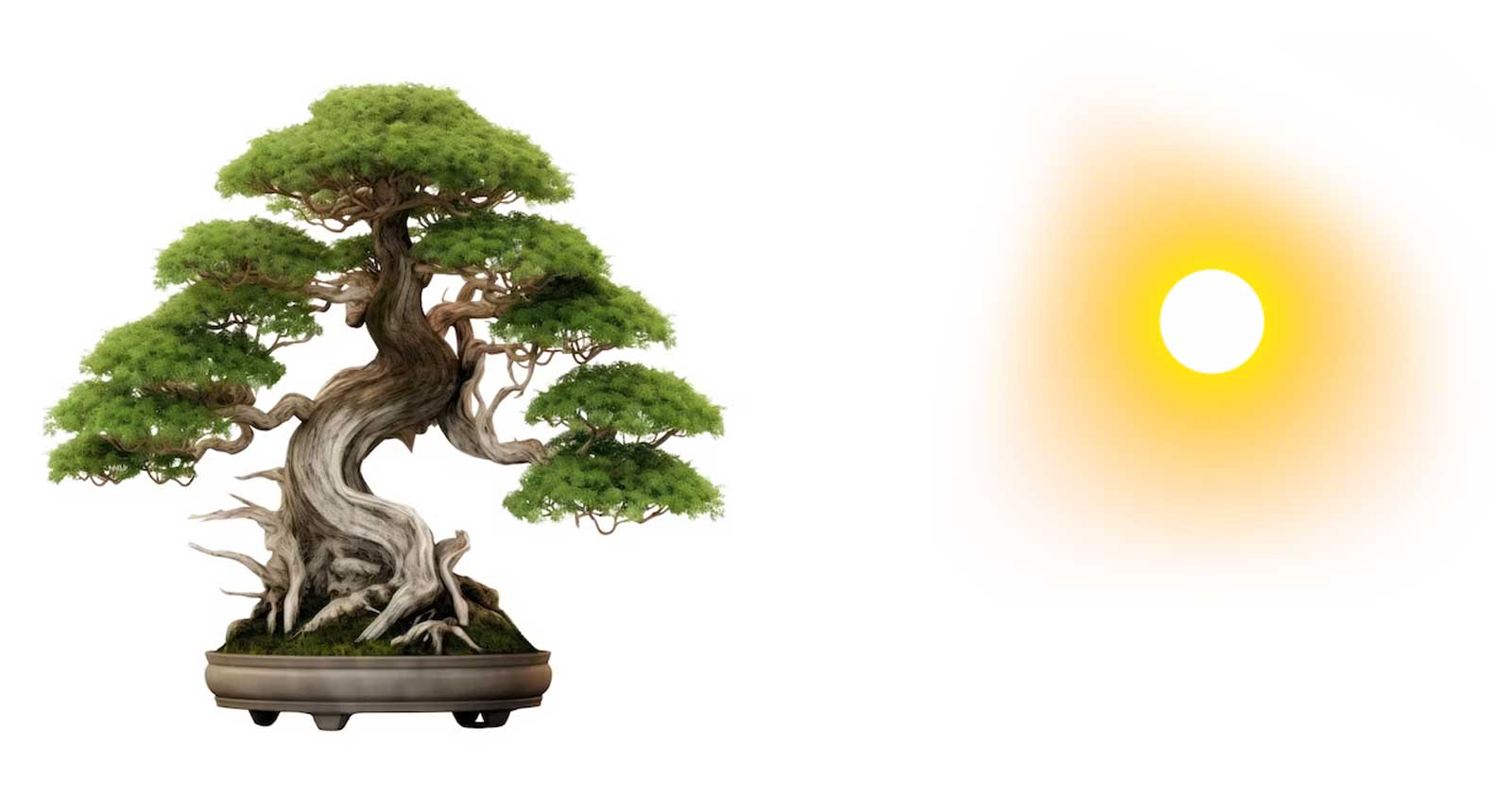 Do Juniper Bonsai Trees Need Direct Sunlight?