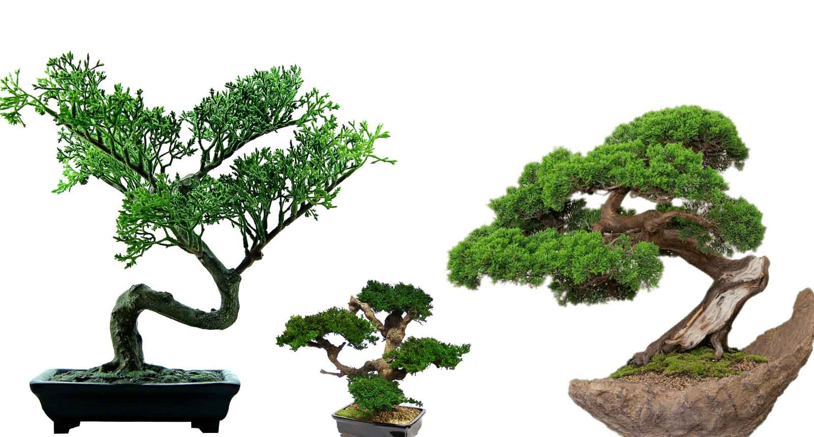 What type of bonsai do I have