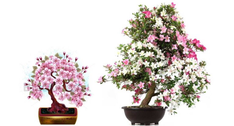 Do Bonsai Trees Bloom?