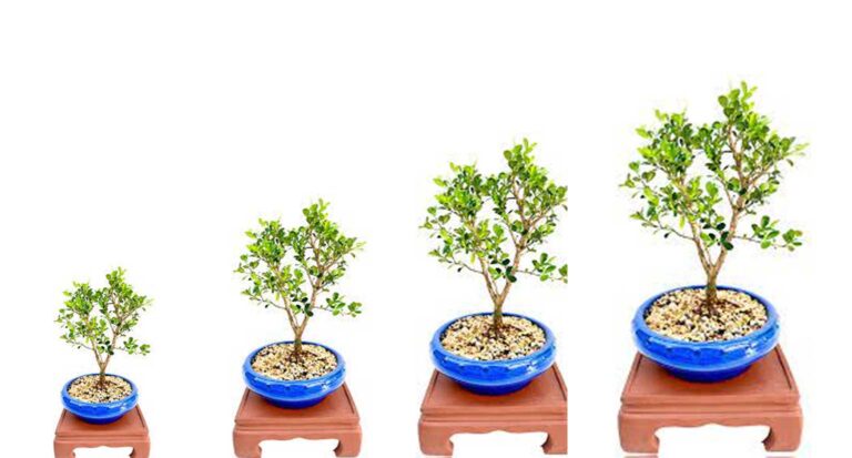 How Do Bonsai Trees Stay Small?