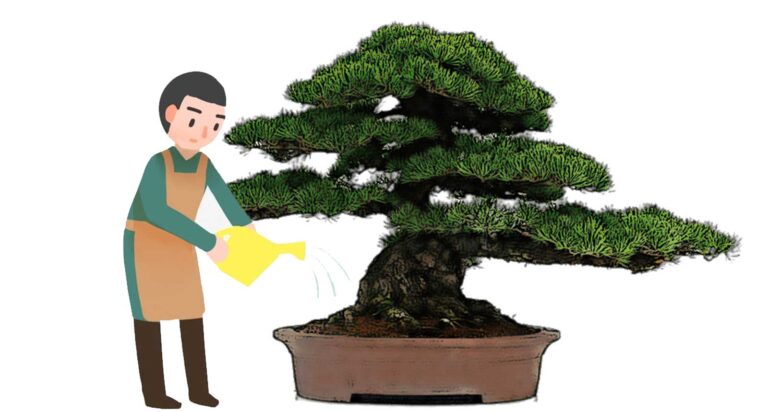 How to water a bonsai tree?