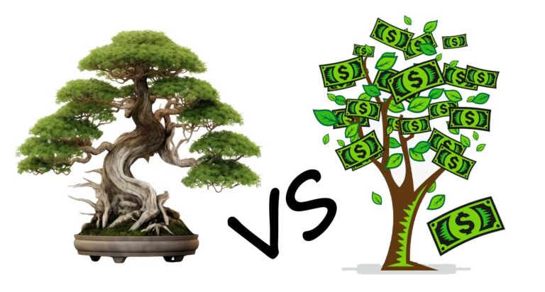 Money Tree vs Bonsai