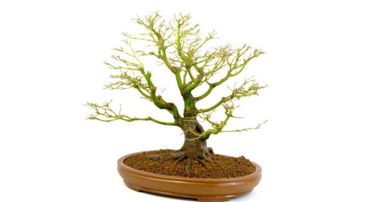 When to Prune Japanese Maple Bonsai?