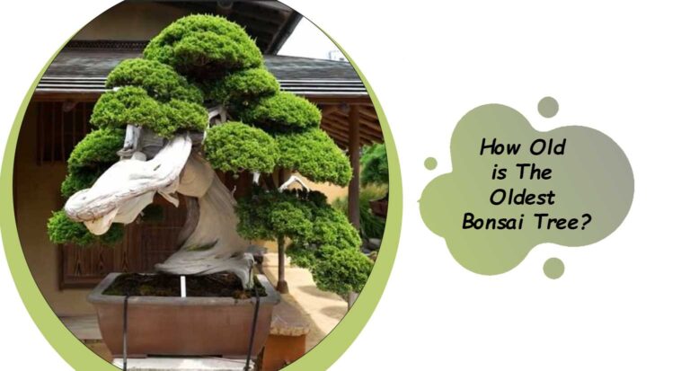 How Old is The Oldest Bonsai Tree?