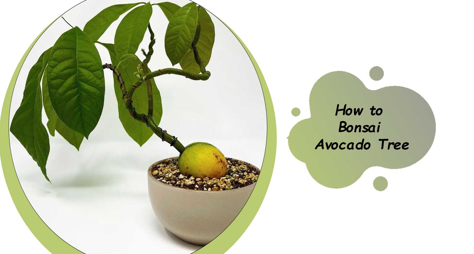 How to Bonsai Avocado Tree