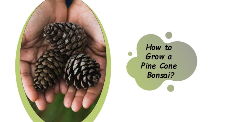 How to Grow a Pine Cone Bonsai?