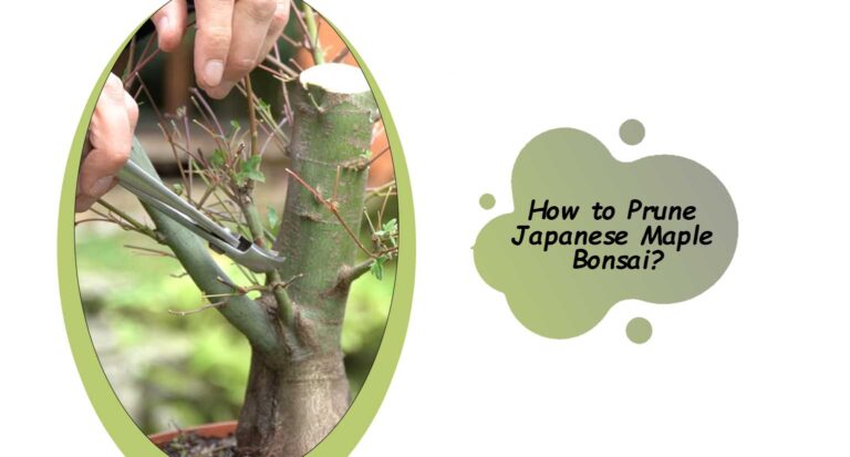 How to Prune Japanese Maple Bonsai?