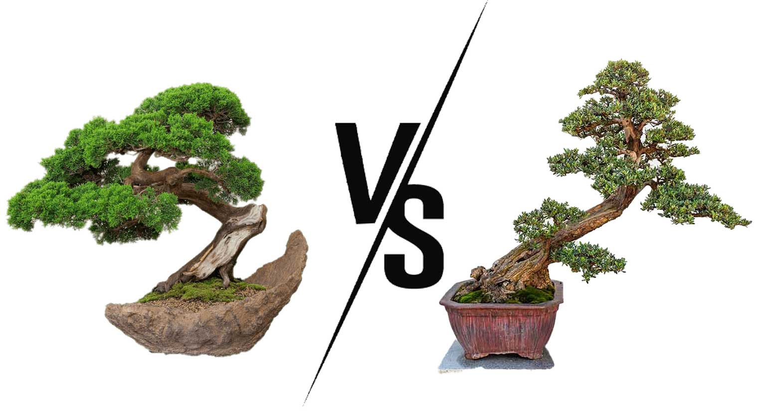 Penjing vs Bonsai