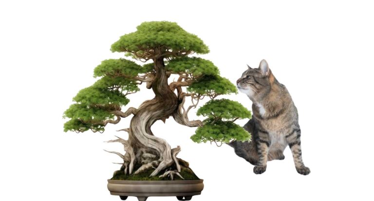 Are Bonsai Trees Poisonous to Cats?