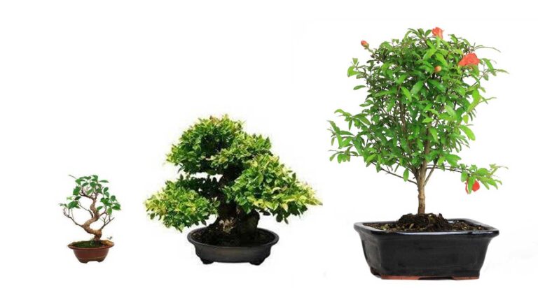 How Long Does It Take a Bonsai Tree to Grow?