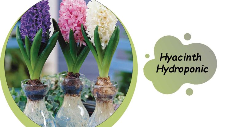 Hyacinth Hydroponic