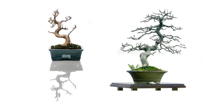 is my bonsai dead?