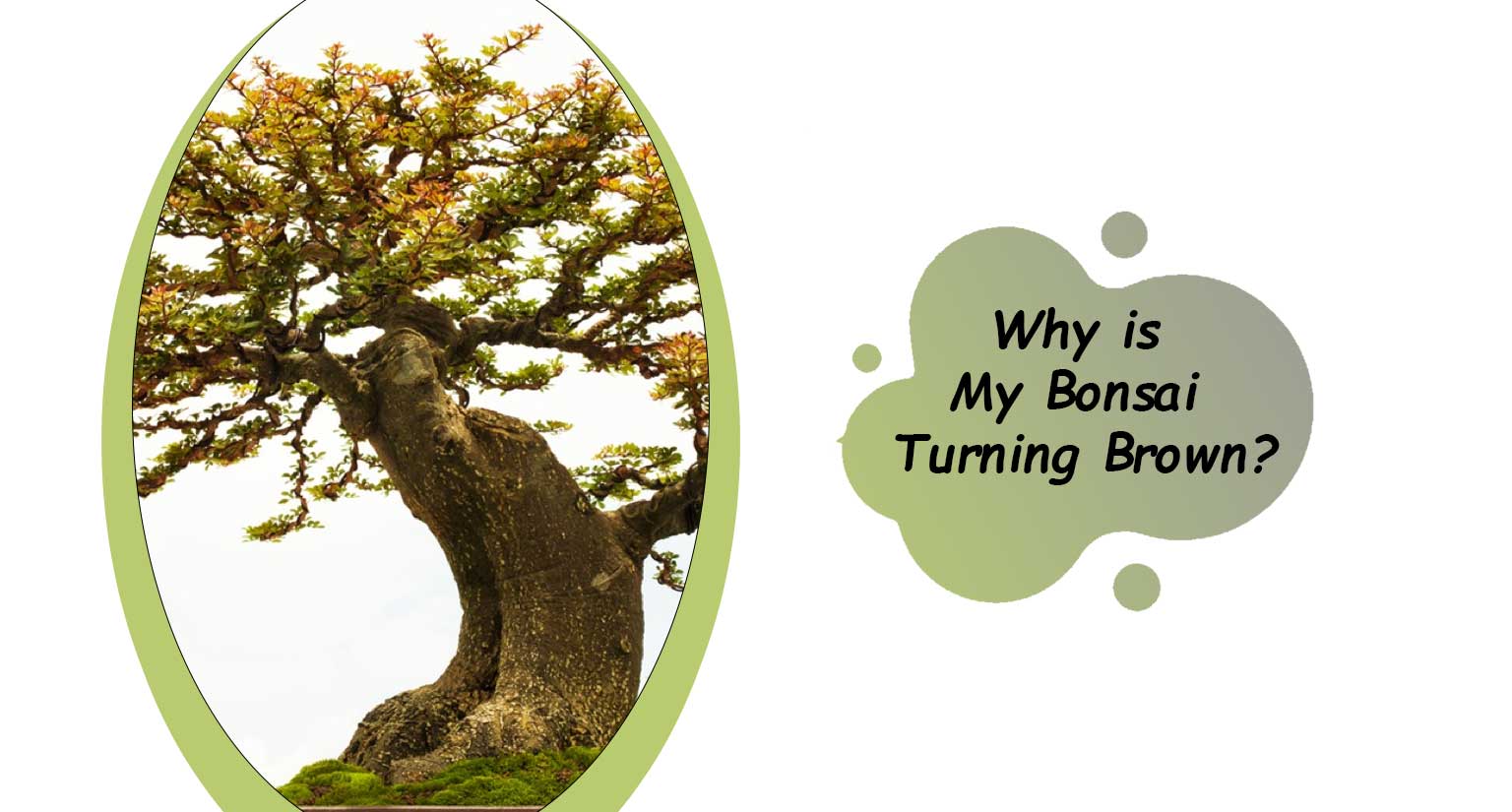 why is my bonsai turning brown