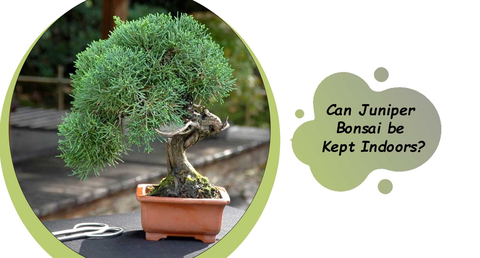 Can Juniper Bonsai be Kept Indoors