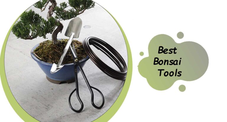 Best Bonsai Tools