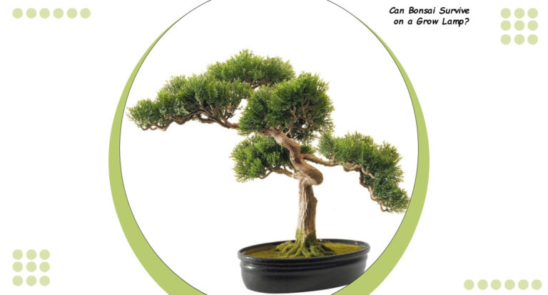 How Long Can Bonsai Go Without Water?