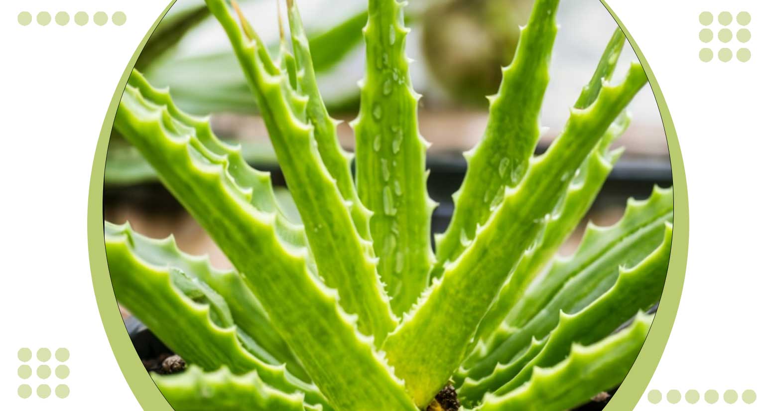 Aloe Vera Hydroponics