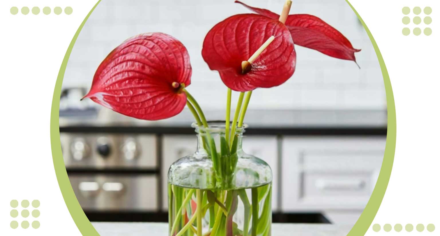 Anthurium Hydroponic