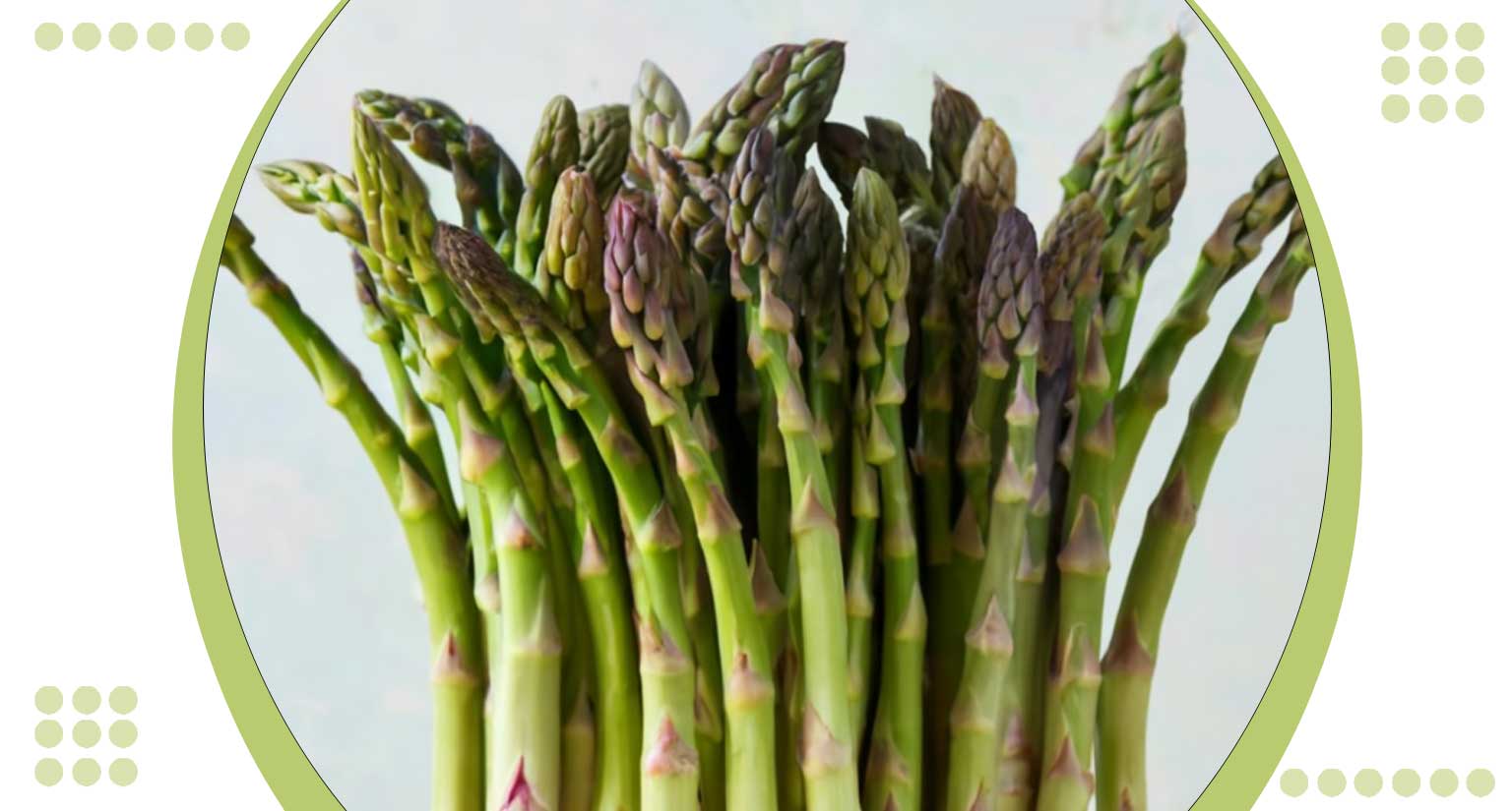 Asparagus Hydroponic