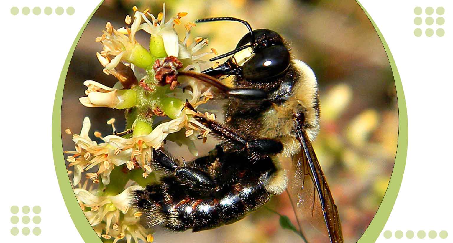 Bee Pollinator