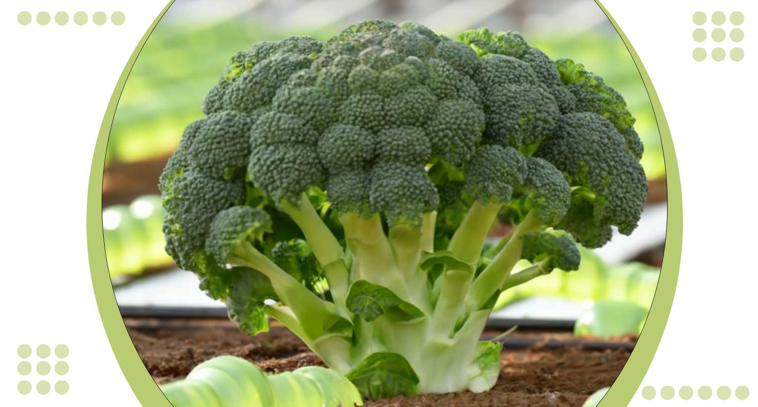 Broccoli Hydroponic Success